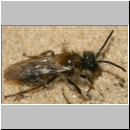 Andrena clarkella - Sandbiene m02a 8mm.jpg
